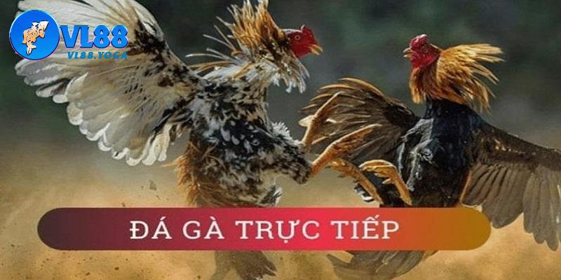 Một số điều cần biết về hình thức Live đá gà trực tiếp Một số điều cần biết về hình thức Live đá gà trực tiếp