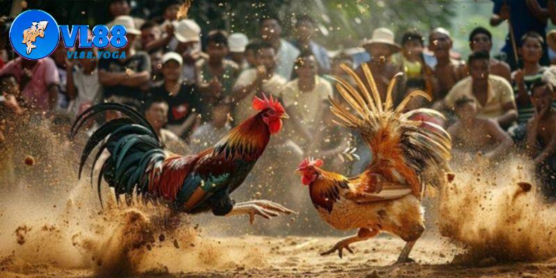 Sơ lược giới thiệu về sân chơi trực tiếp đá gà 67 Sơ lược giới thiệu về sân chơi trực tiếp đá gà 67