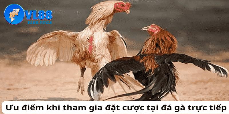 Tham gia trực tiếp đá gà 67 mang đến những lợi điểm vượt trội cho kê thủ Tham gia trực tiếp đá gà 67 mang đến những lợi điểm vượt trội cho kê thủ
