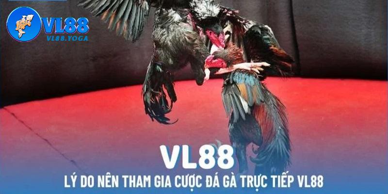 VL88 là điểm đến hàng đầu cho người chơi trải nghiệm trực tiếp đá gà 67 VL88 là điểm đến hàng đầu cho người chơi trải nghiệm trực tiếp đá gà 67